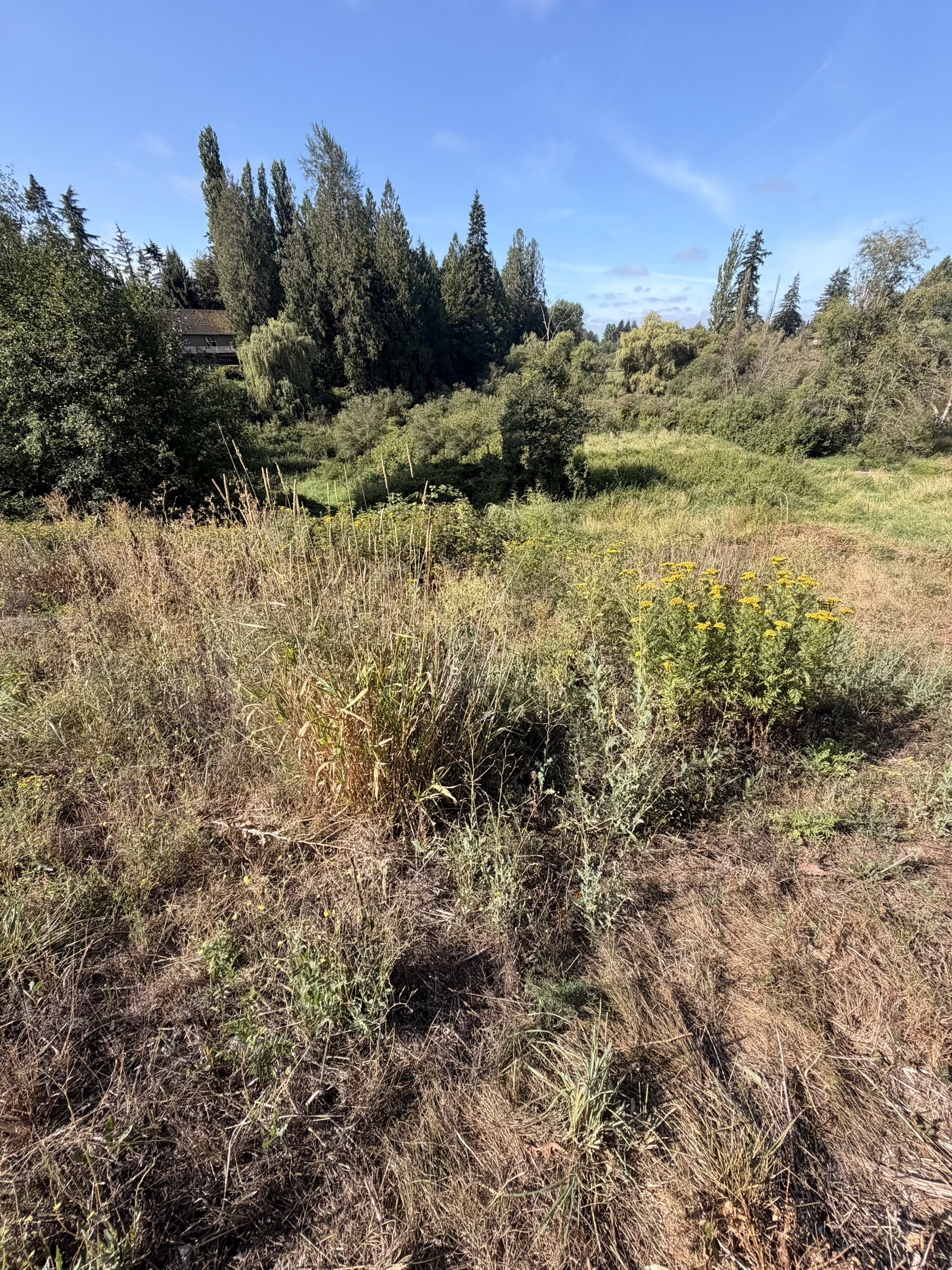 Overgrown field of tall weeds and thistle before clearing