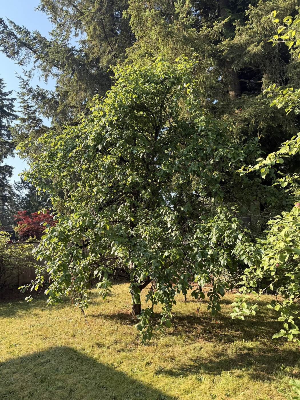 Overgrown fruit tree before pruning