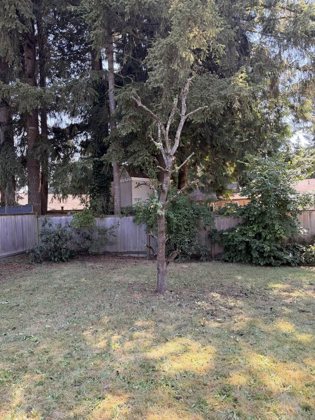 The same fruit tree cut back and shaped